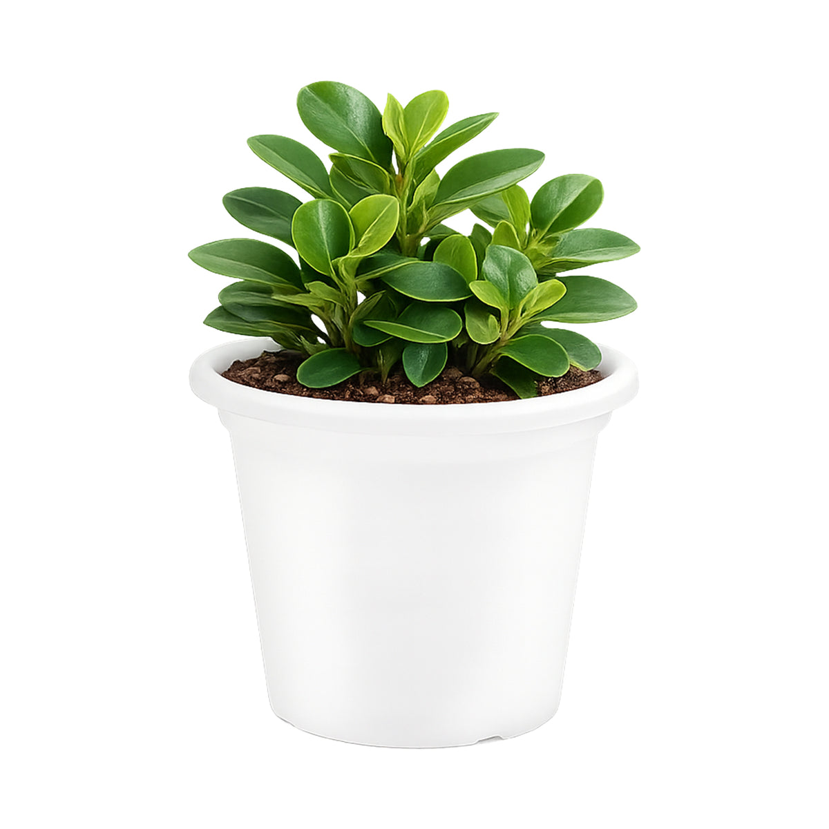 Eden white transparent cylinder planter for clean modern indoor décor