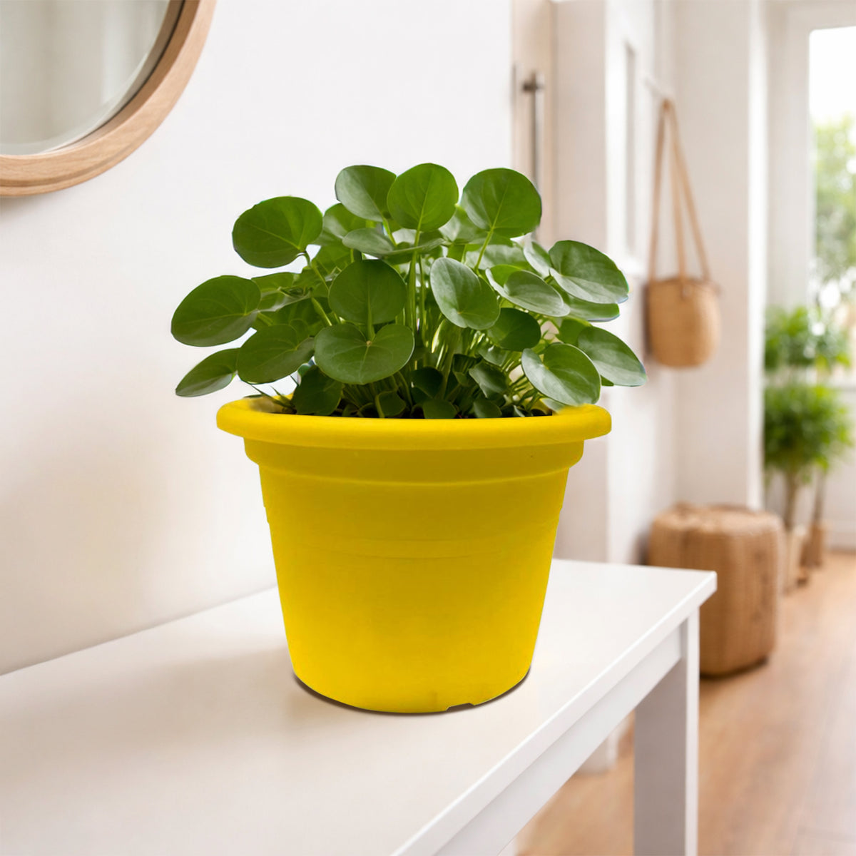 Eden yellow transparent cylinder planter for bright indoor plant display