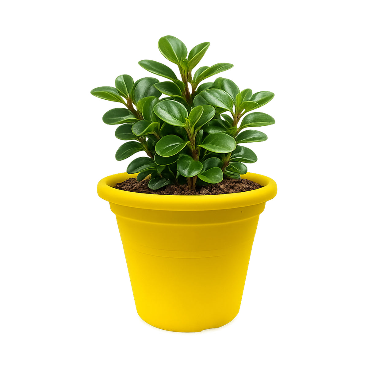 Eden yellow transparent cylinder planter for bright indoor plant display