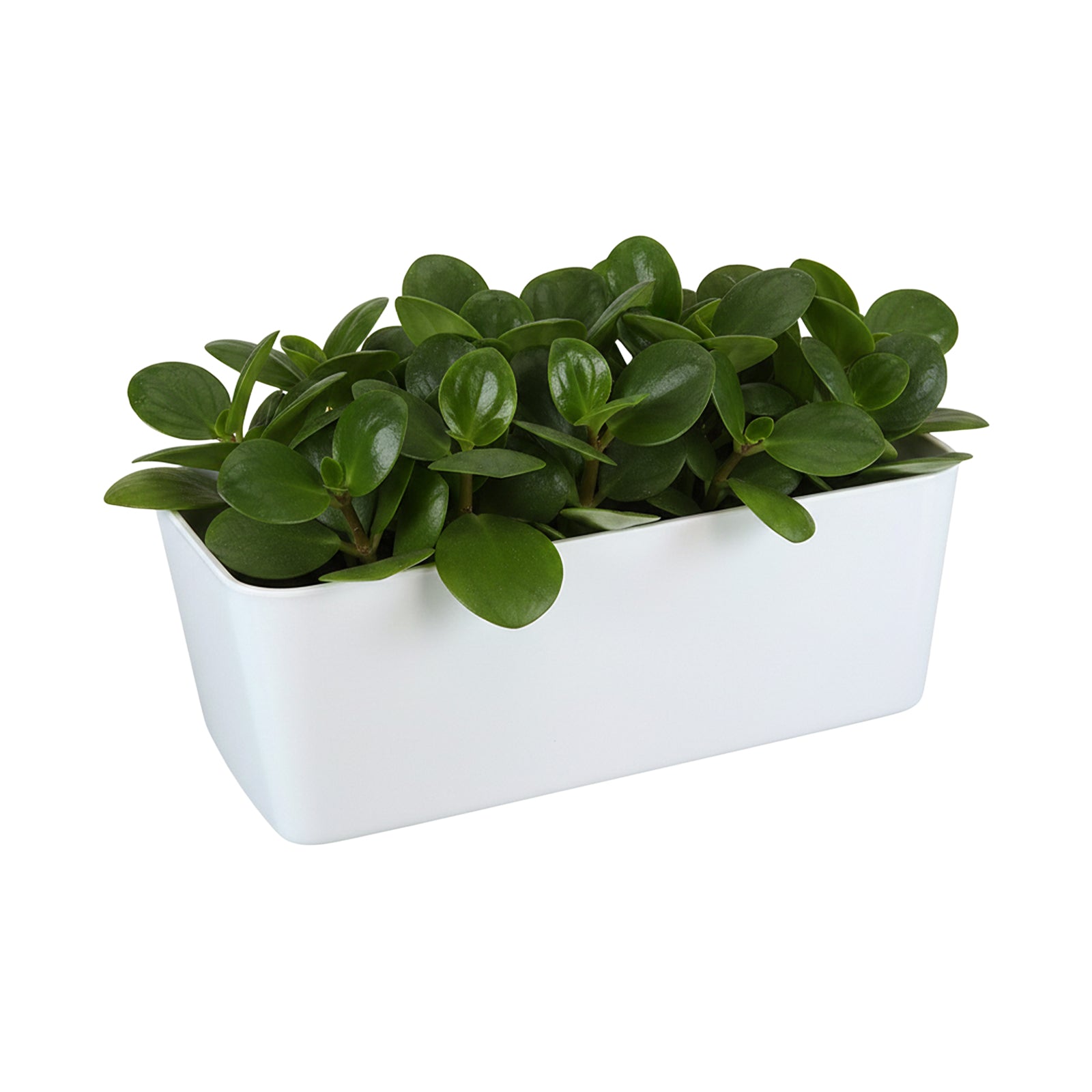 Eden 28cm white self-watering trough planter ideal for indoor plants and easy care watering