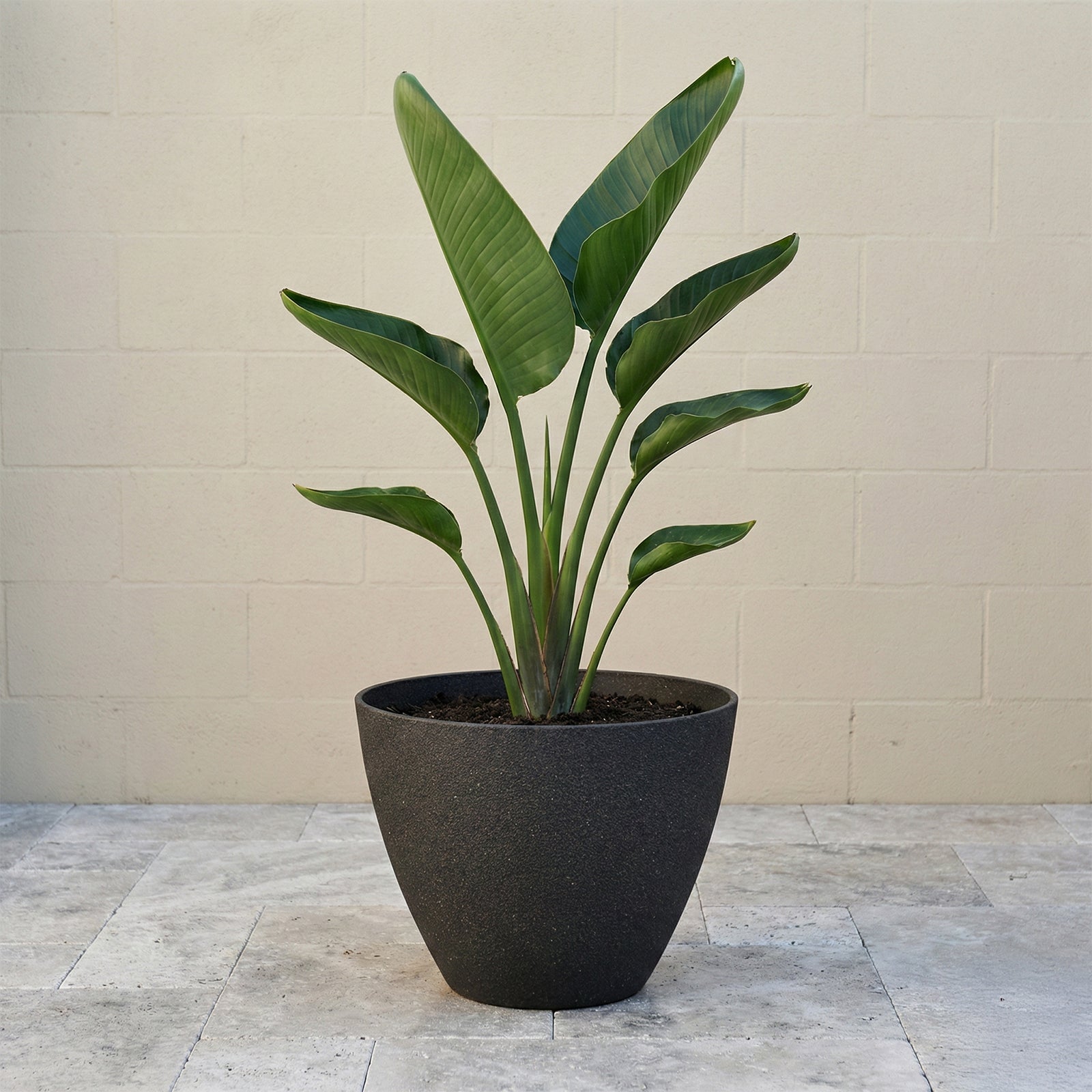 Eden 30cm black faux planter suitable for indoor and outdoor plant display