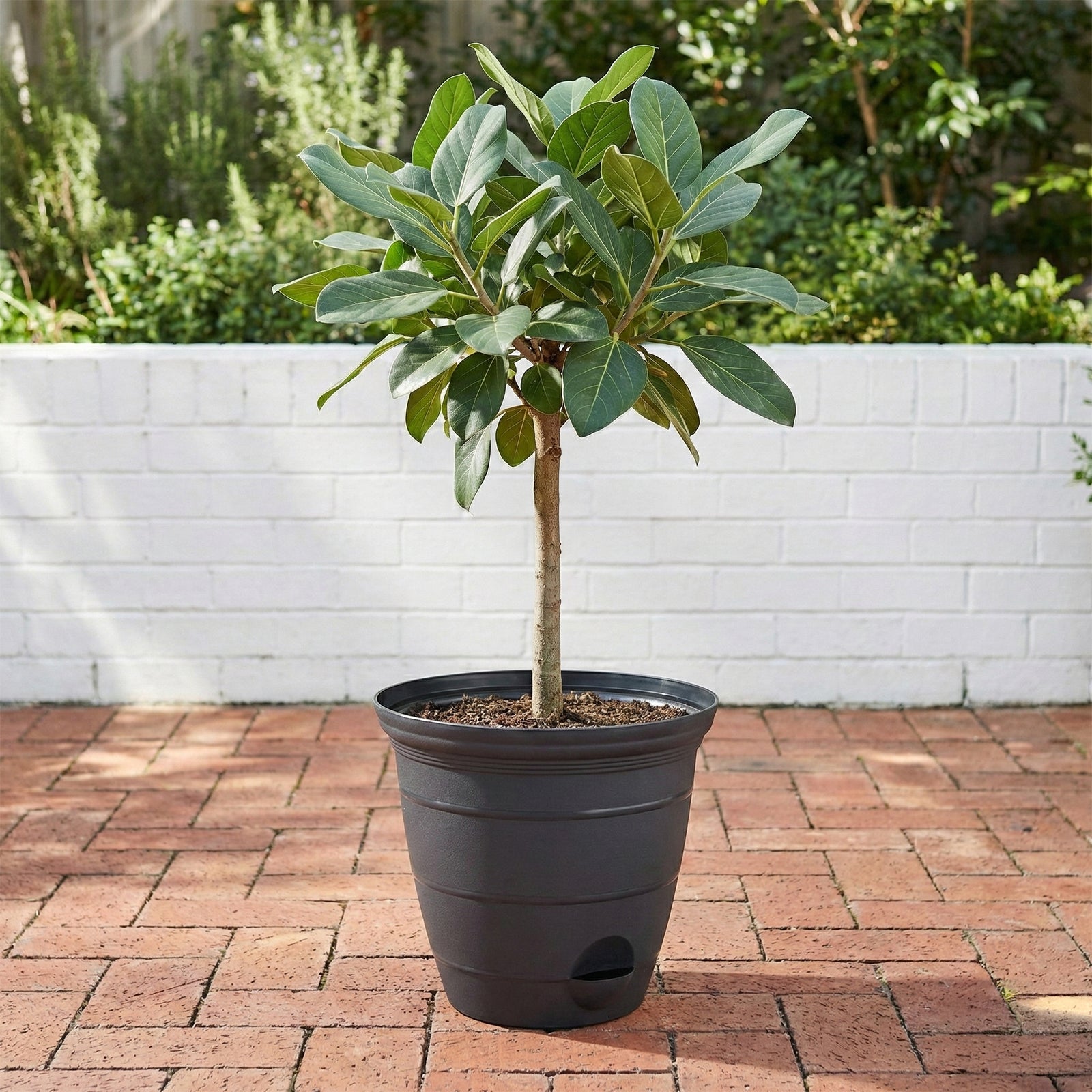Eden 38cm charcoal Roman self-watering planter for feature plants