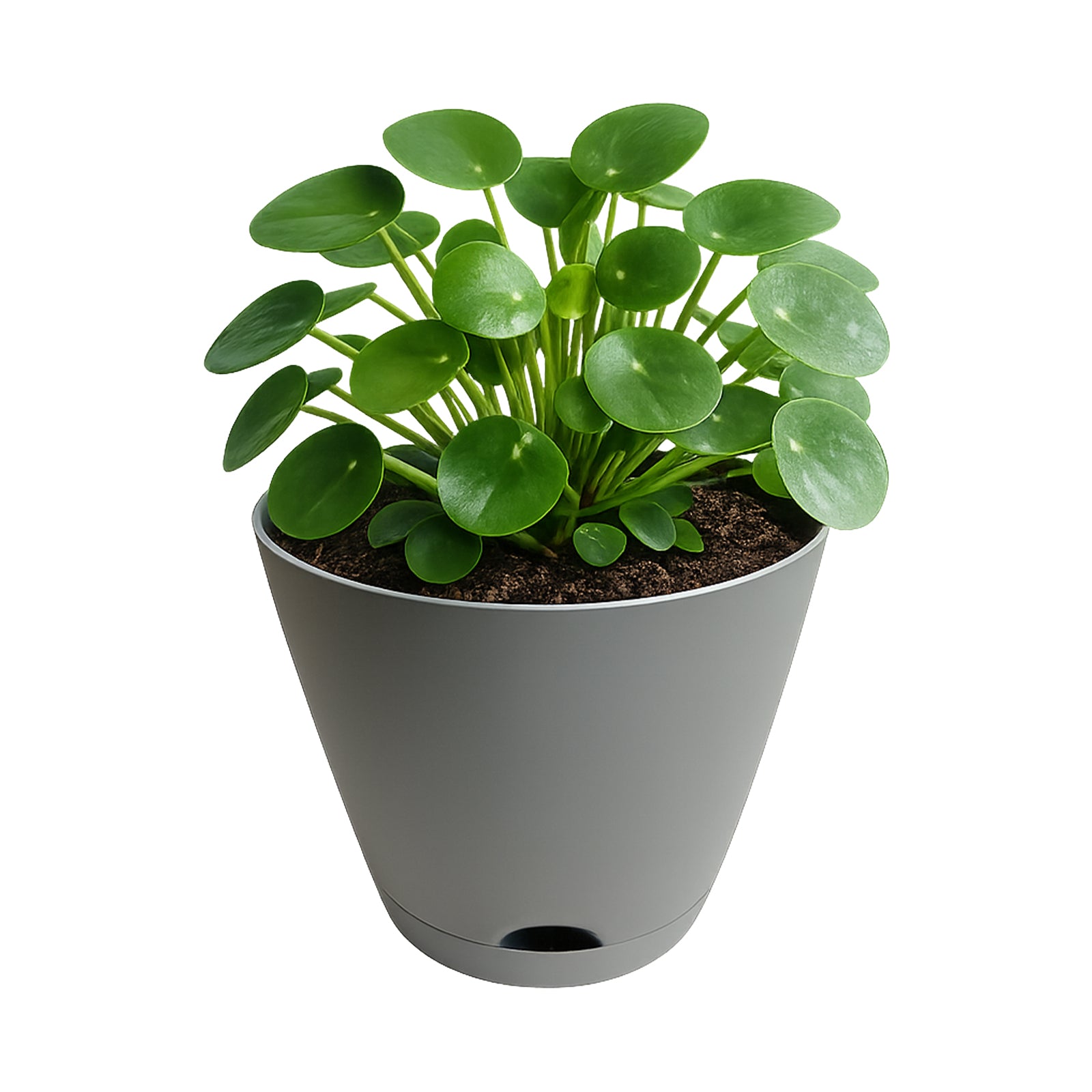 Eden 38cm grey Oslo self-watering planter for feature plants and landscaping
