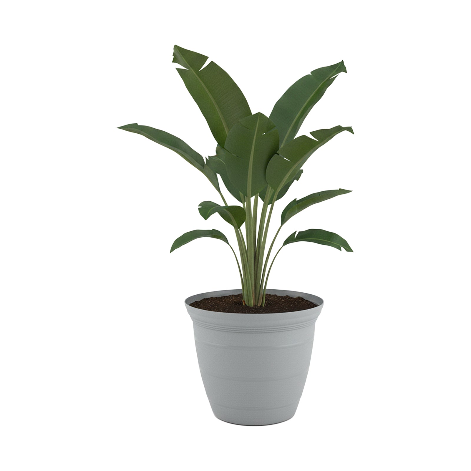 Eden 38cm grey Roman self-watering planter for feature plants and landscaping