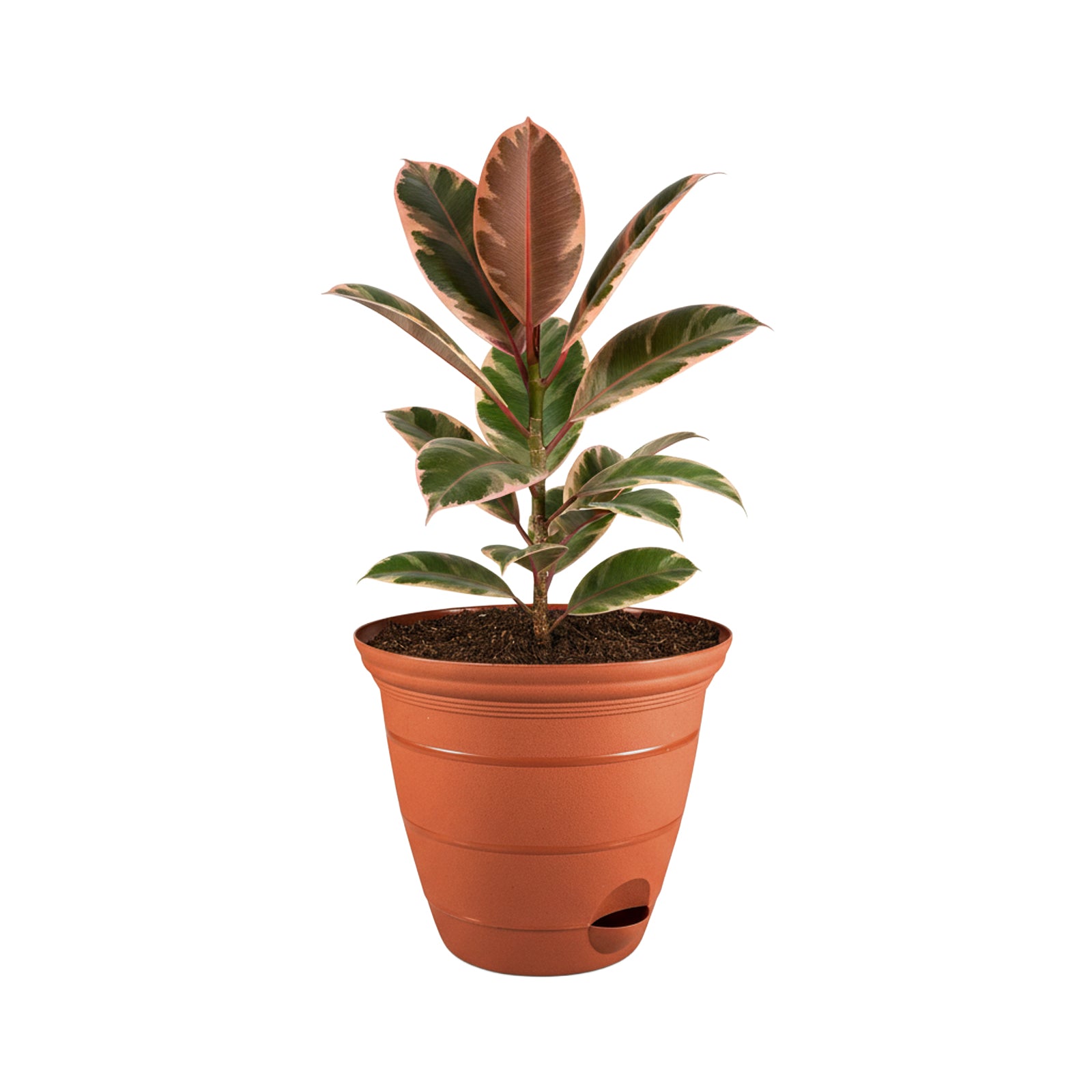 Eden 38cm terracotta Roman self-watering planter for feature plants