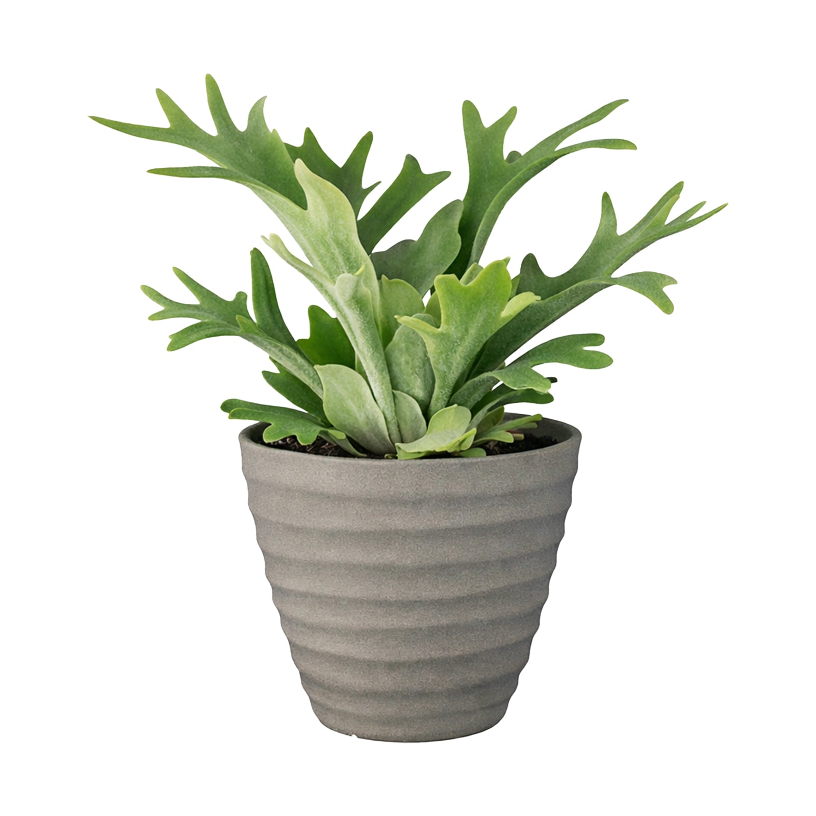 Eden 40cm sandstone wavy planter ideal for larger indoor and outdoor plants