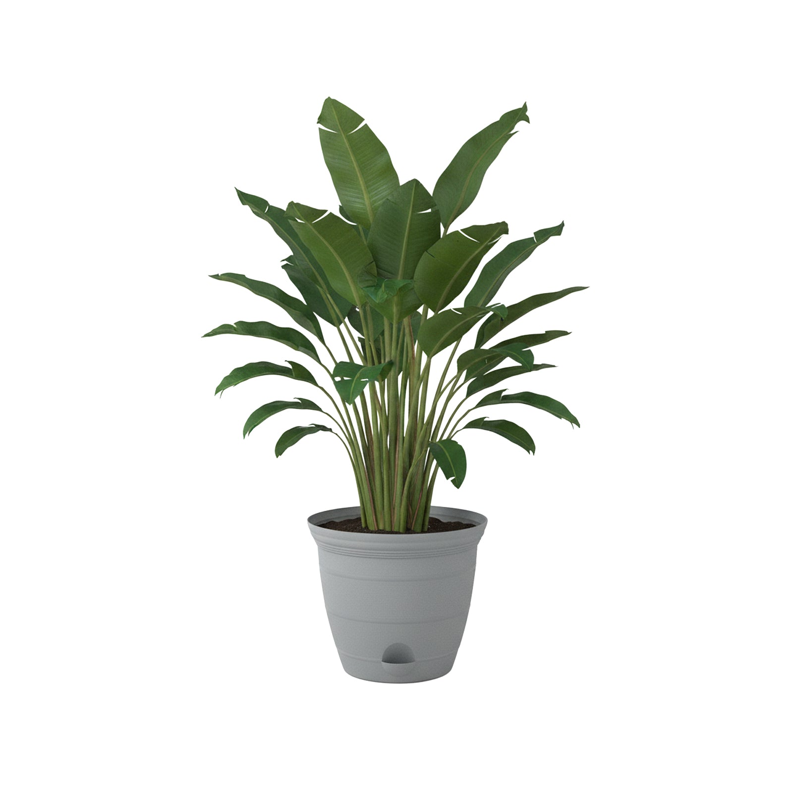 Eden 46cm grey Roman self-watering planter for large indoor and outdoor plants