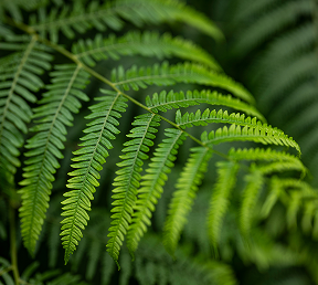 Fern