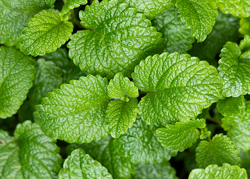 Mint