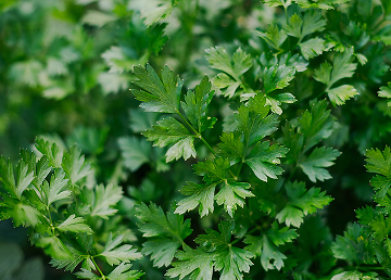 Parsley