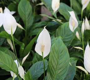 Peace Lily