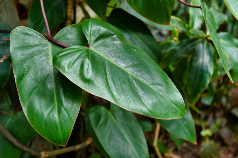 Philodendron