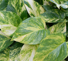 Pothos