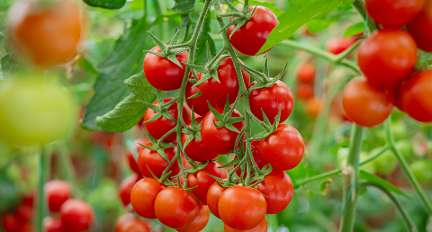 Tomato